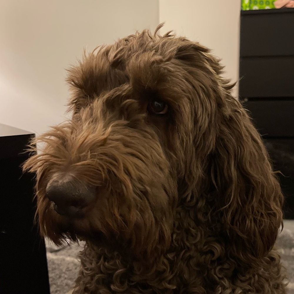 Meet your Posher, Noah